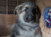 Beautiful litter of German shepherd puppies