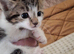 4 little kittens for sale