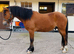 Gorgeous Thorneyside Welsh D Gelding 4yrs!