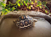 Rare High White Leopard Tortoise babies