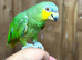 Amazon parrot