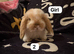 Stunning mini lops for sale