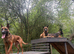 18-Month-Old Belgian Malinois Ready for His Forever Home