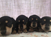 Black and cream mini dachshunds