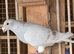 Show racer Mealy Cock beautiful pigeon