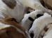 Jack Russell short legged boy puppy