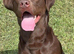2 x 2yo KC reg chocolate Labrador boys