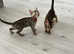 Full pedigree registered bengal kitten