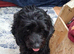 3 beautiful babies left still looking for forever homes