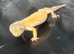 Leopard gecko