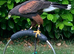 Female Harris Hawk