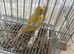 a 1 year old singing canary