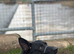 FAMILY FRIENDLY Large Male Shephard Mix