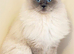 Blue point ragdoll female