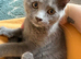 Half Siamese kitten