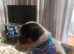 Pretty tri colour puppies