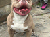 2.5 year old pocket bully