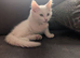 Maine coon cross