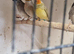 finches