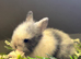 3 Beautiful lionlops from 2 different litters