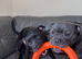 ZIGGY SBT EAST MIDLANDS STUD