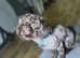Stunning proven chocolate imperial shih tzu  for stud