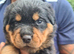LARGE PURE BRED CHUNKY ROTTWEILER PUPPIES FOR SALE