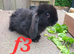 Baby rabbits ready now