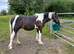 2 year old smart gelding