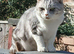 Sylvester British short hair silver tabby