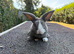 Mini plush lop buck