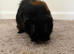 Bonded male pair