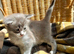 Blue & White Smoke Main Coon Male