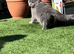 Stunning British shorthair kitties