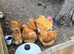 Buff orpington hatching eggs chicken beautiful parents