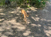 Fawn bitch 6 months old