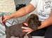Cocker spaniel puppies looking for a new home