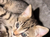 Male Grey Tabby Kitten