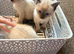 1 Siamese girl left chocolate point