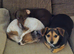 Dachshund cross with a long haired chihuahua