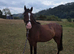 Welsh section B gelding