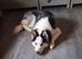 Home needed for 9 month old boy