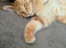 Red Tabby Female