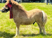 Chestnut dun gelding