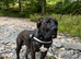 8 month old presa
