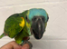 Super l tame baby hand reared Blue Fronted Amazon