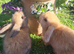 Mini Lop