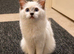 Stunning Lilac Mitted Ragdoll