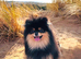 XS Teddy Pomeranian Boy