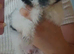 Black and white boy Pomeranian